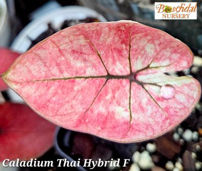 Caladium Pink Thai Caladium Pink Thai