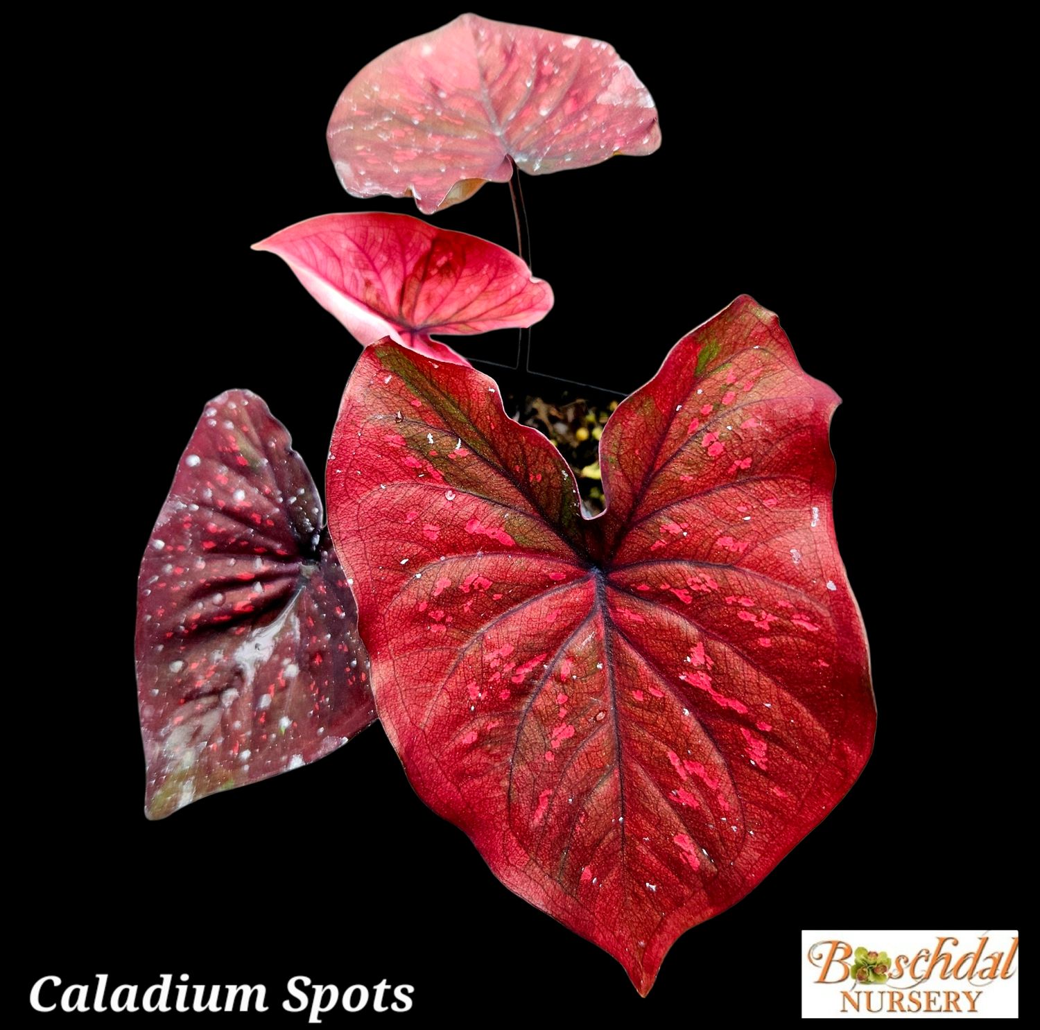 Caladium Spots