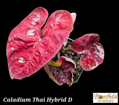 Caladium Deep Red Thai (D) Caladium Deep Red Thai (D)