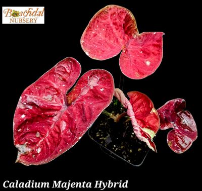 Caladium Majenta Hybrid