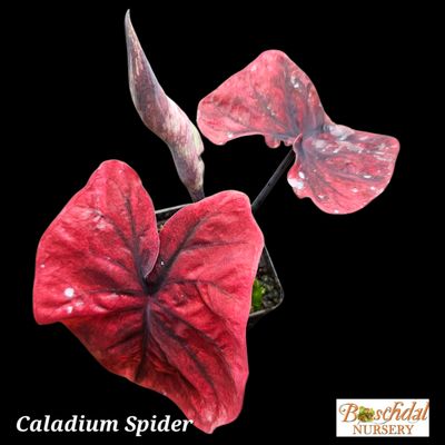 Caladium Spider Caladium Spider
