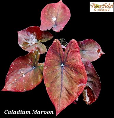 Caladium Maroon Brown Thai Caladium Maroon Brown Thai