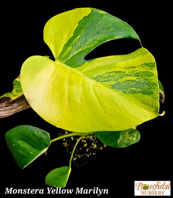 Monstera Yellow Marilyn Monstera Yellow Marilyn