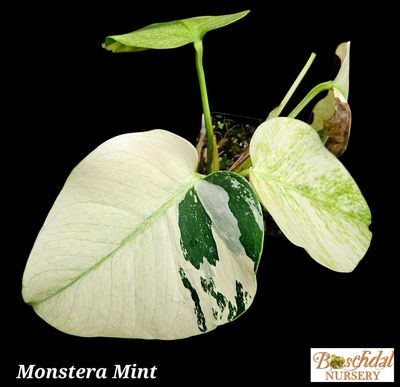 Monstera Mint Monstera Mint