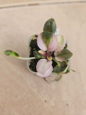Mac's Walkabout Uluru Miniature Starter Plant Mac's Walkabout Uluru Miniature Starter Plant