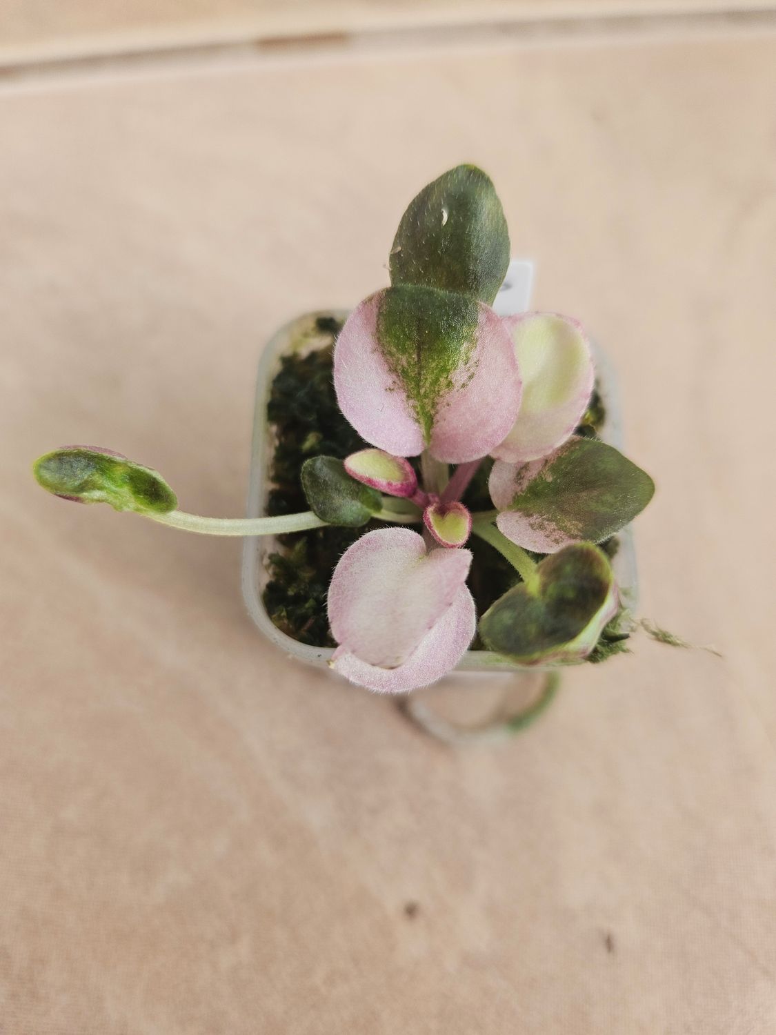 Mac's Walkabout Uluru Miniature Starter Plant