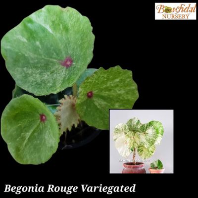 Begonia Rouge Variegated 5cm Pot in Moss