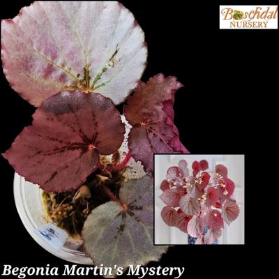 Begonia Martins Mystery in cup with Spagnum Moss