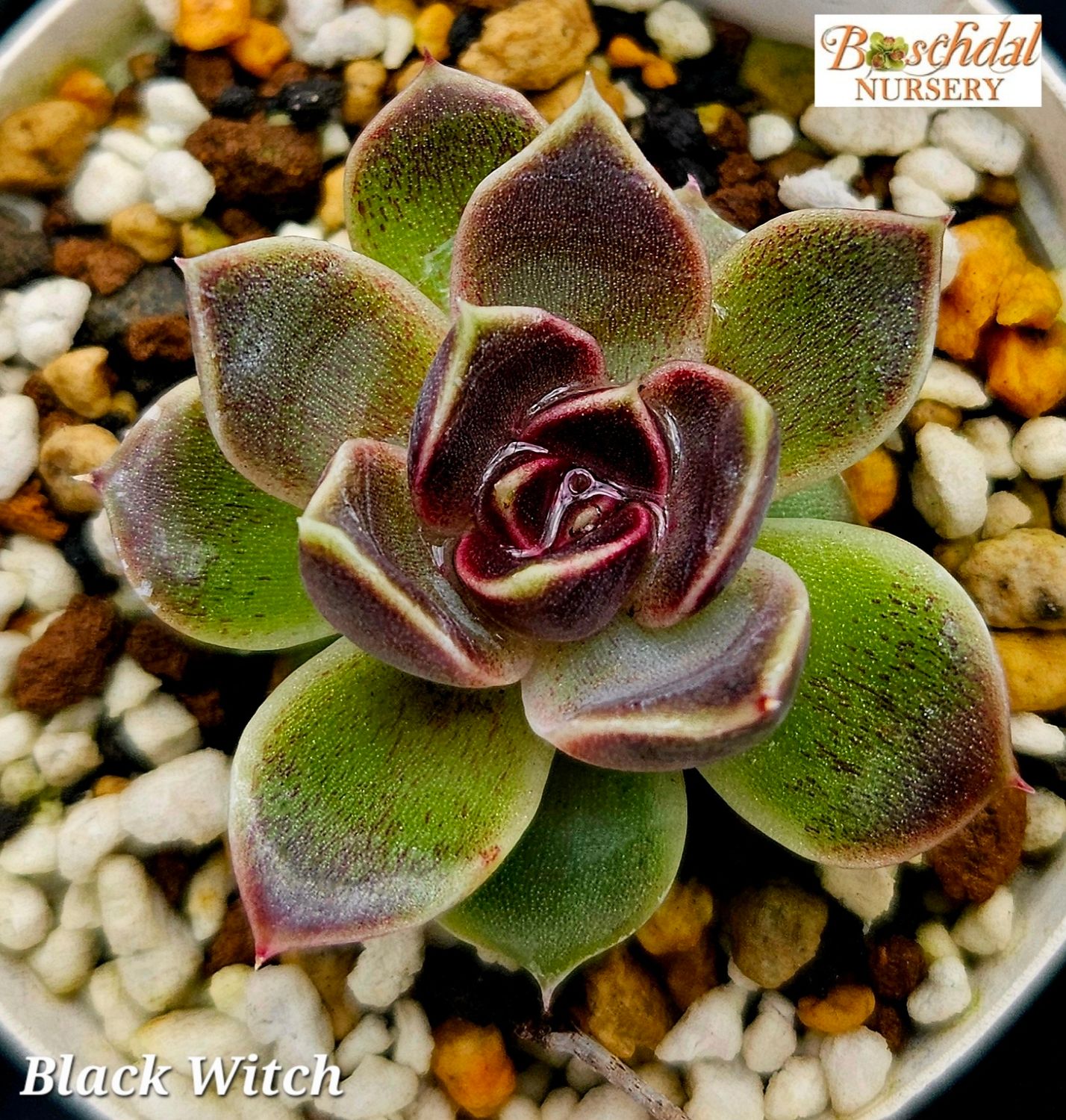 Eceheveria Black Witch Eceheveria Black Witch