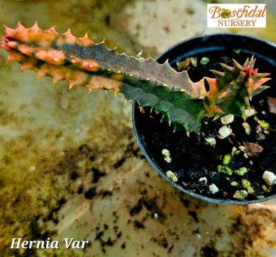Hernia Variegated