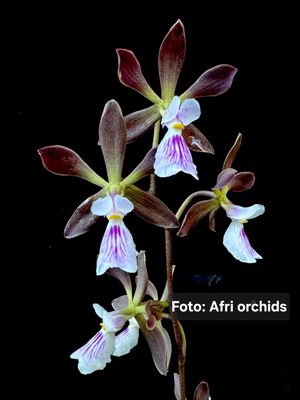 Encyclia Kruger Dusk