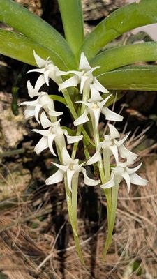 Cyrtorchis praetermissa