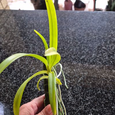 Aerides Odorata x sib