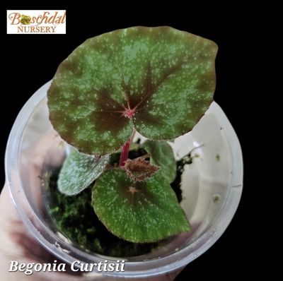 Begonia Curtisii in Spagnum moss cup