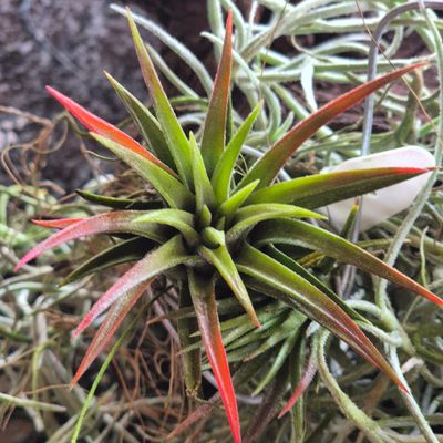 Tillandsia Ionantha stricta