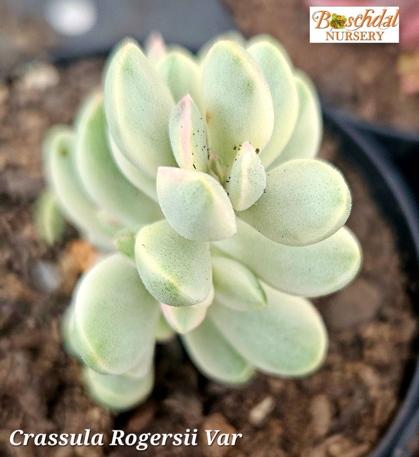 Crassula Rogersii Variegated Crassula Rogersii Variegated
