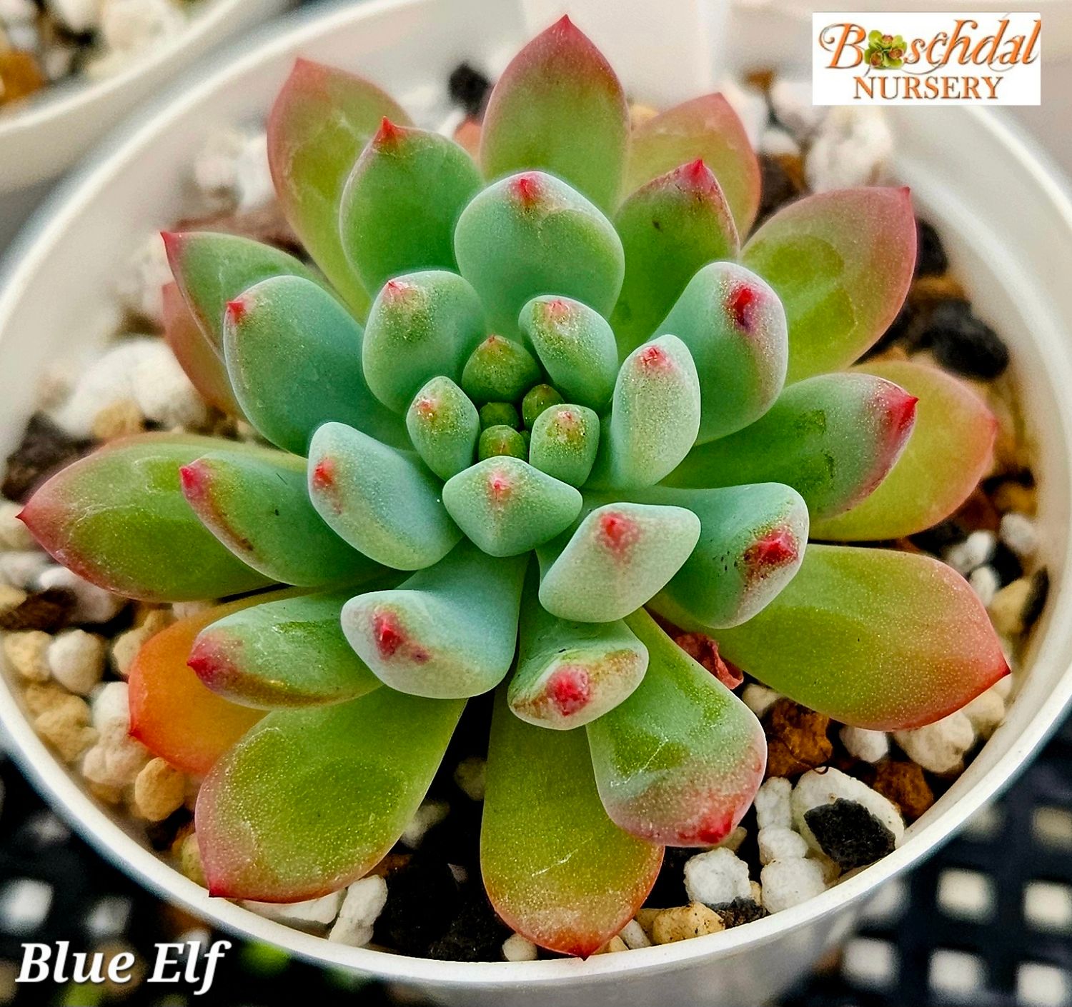 Sedeveria Blue Elf Sedeveria Blue Elf