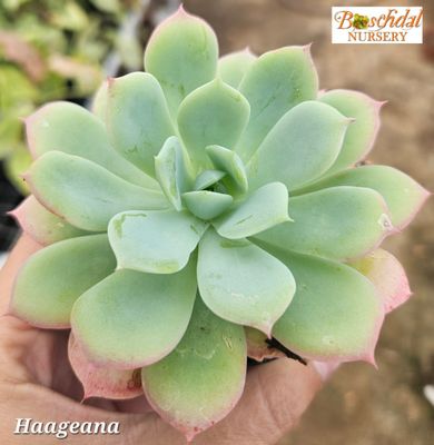Echeveria Haageana