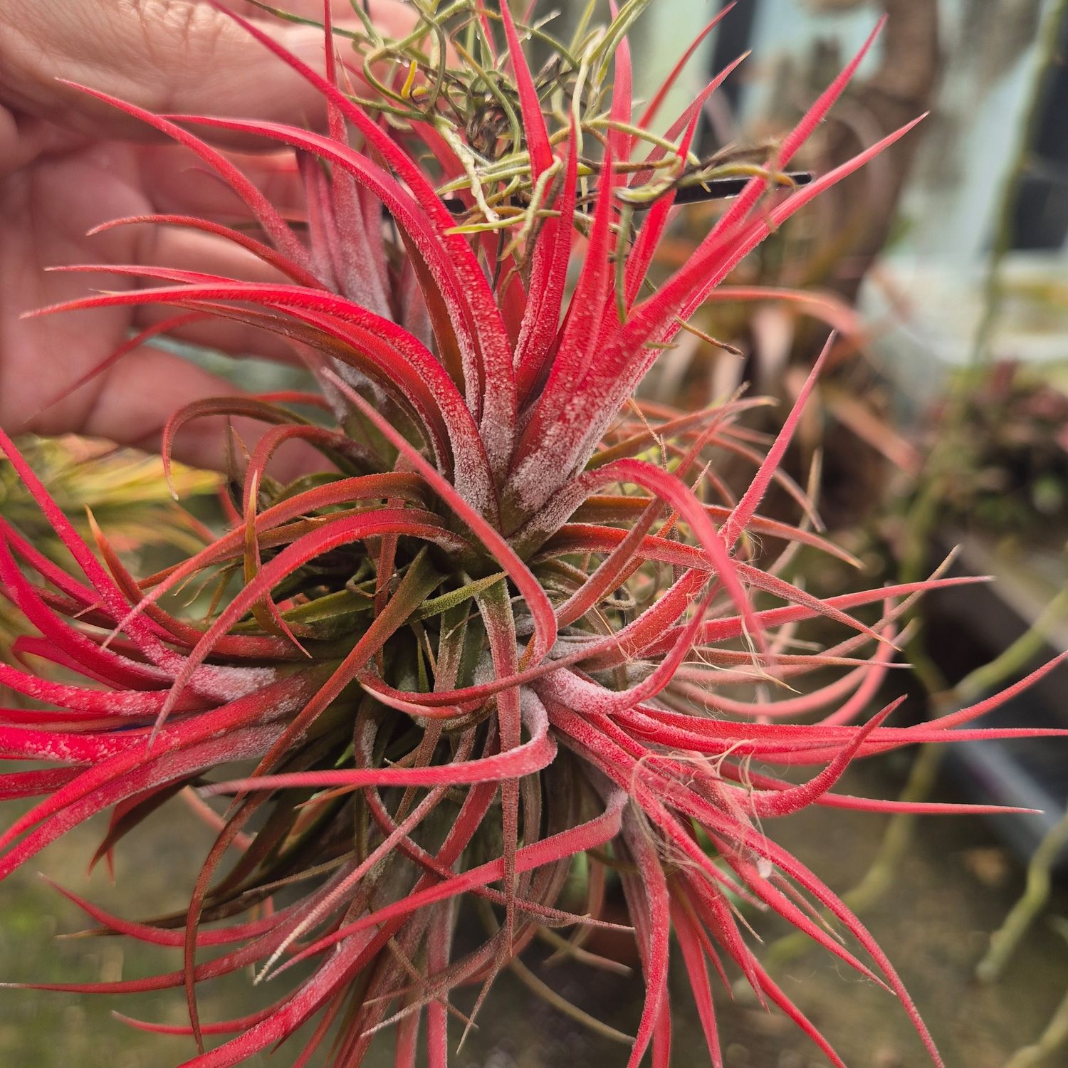 Tillandsia Rubra clumps Tillandsia Rubra clumps