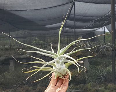 Tillandsia Ehlersiana