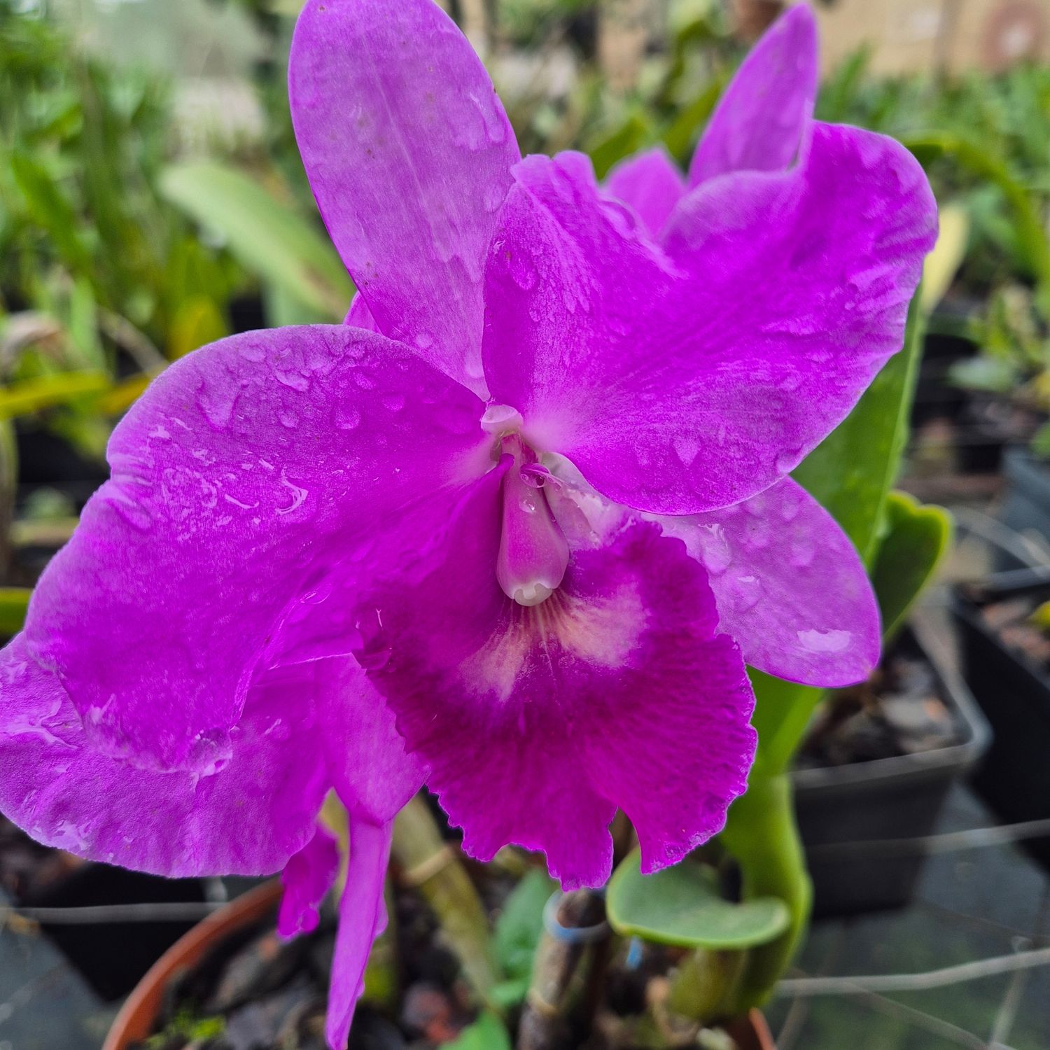 Cattleya purple delight