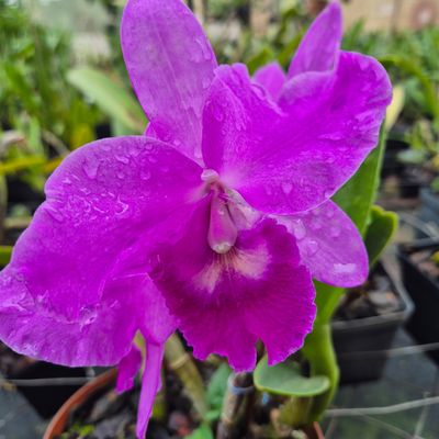 Cattleya purple delight