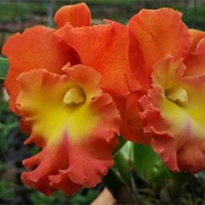 RLC Summer Star