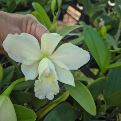 RLC Summer Star RLC Summer Star