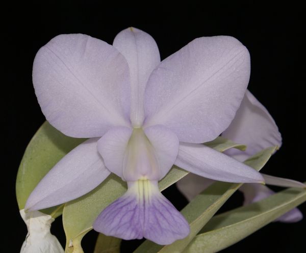 LC Walkeriana x L Lundii