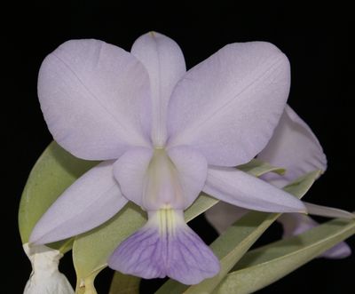 LC Walkeriana x L Lundii