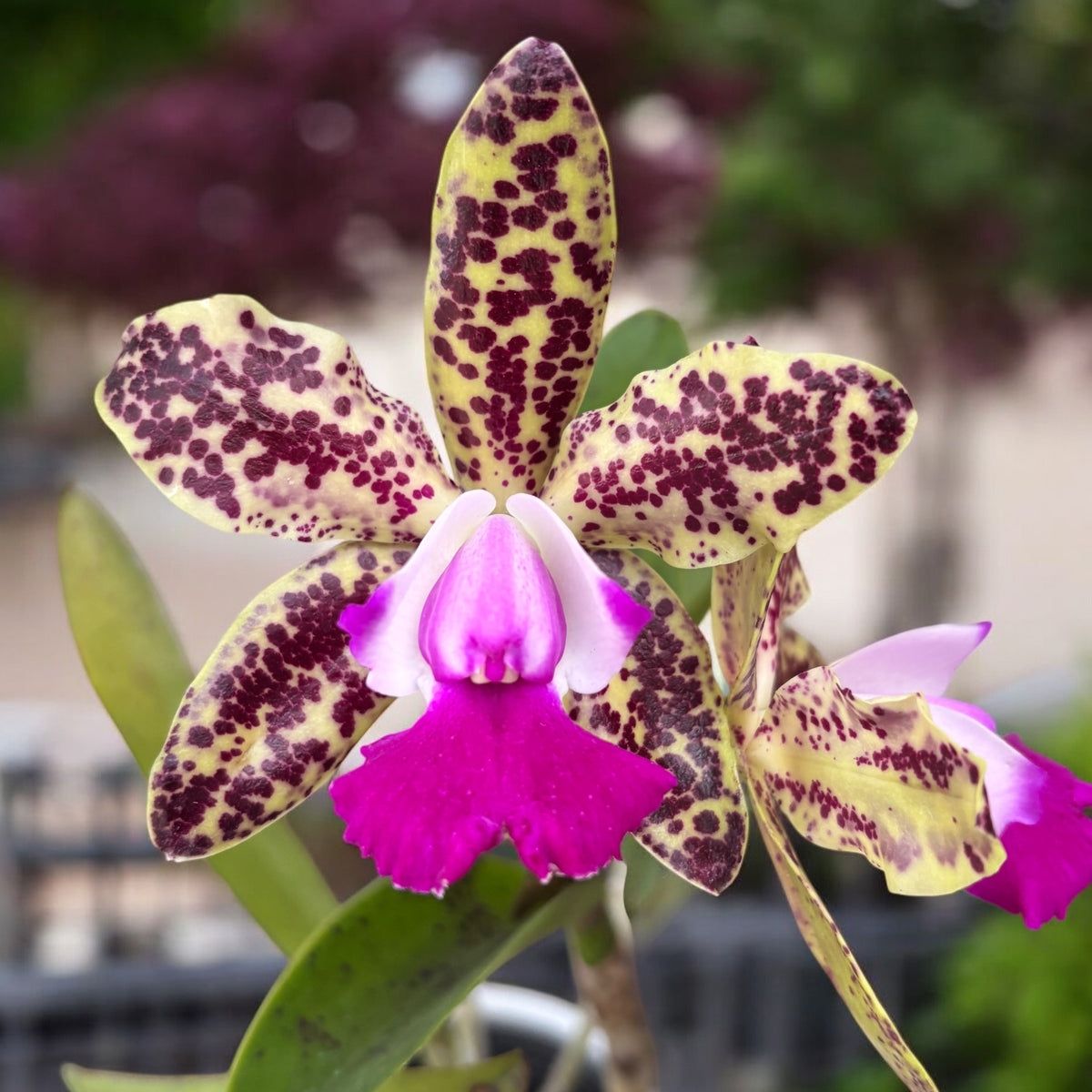 Cattleya green emerald