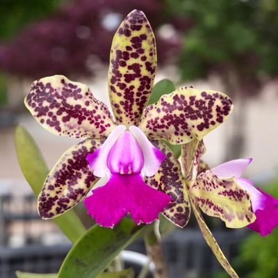 Cattleya green emerald