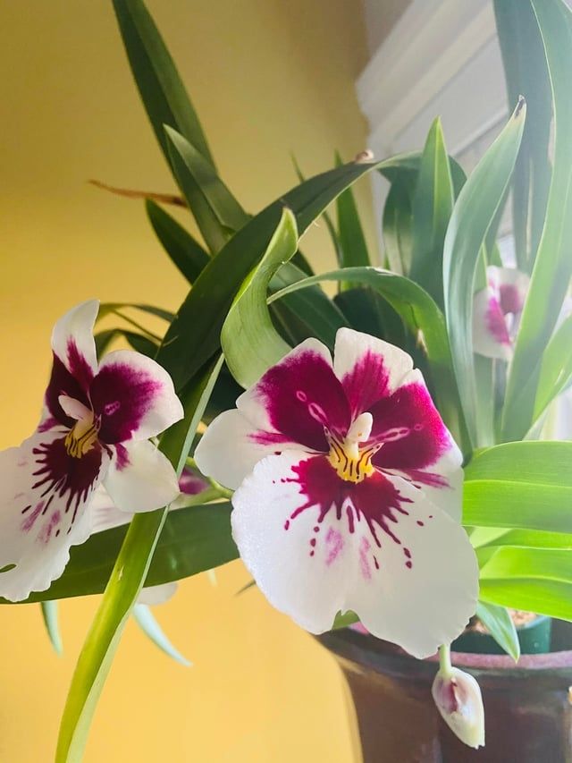 Miltoniopsis first love.