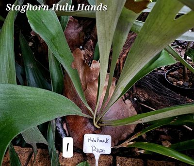 Staghorn Hulu Hands