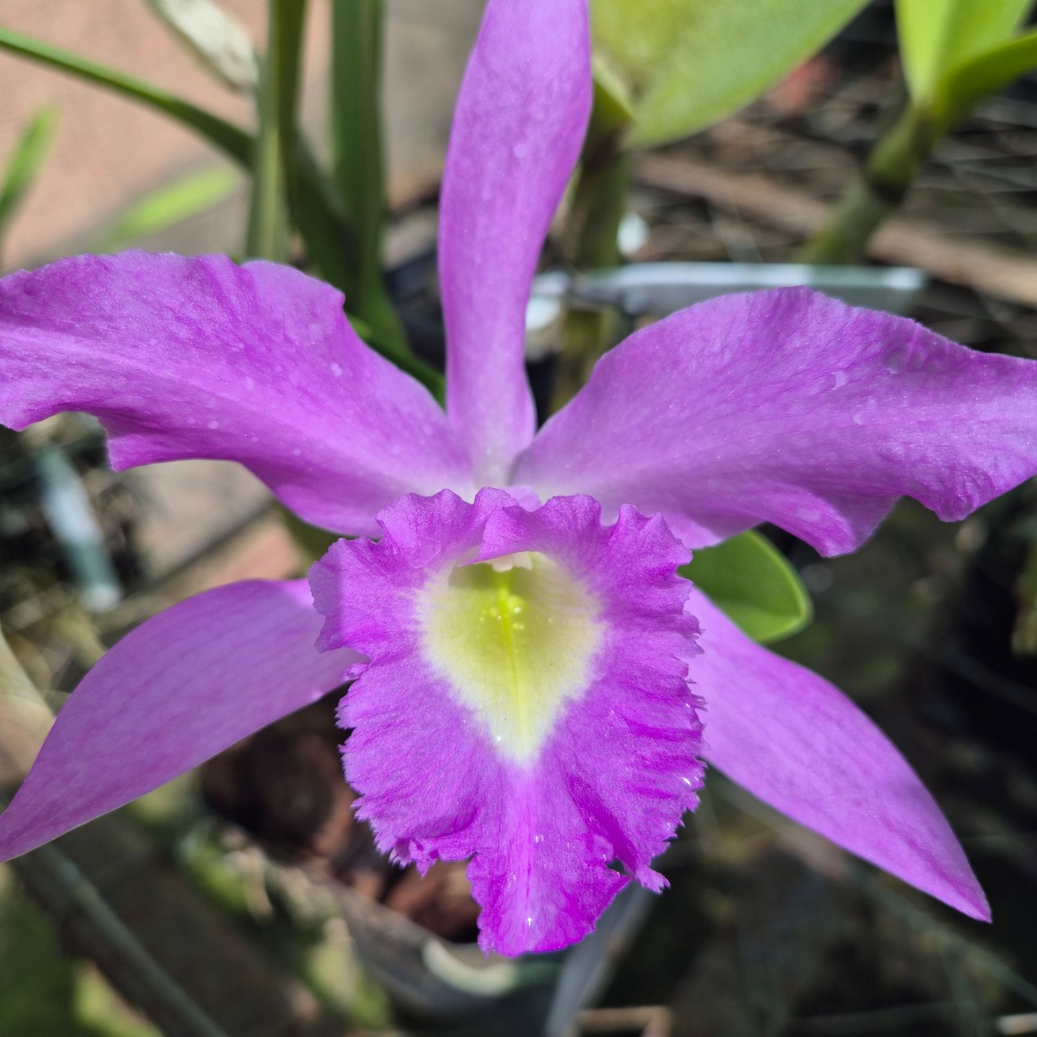 L Speciosum x Anceps x Purperata