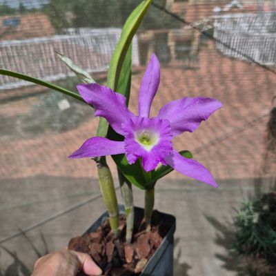L Speciosum x Anceps x Purperata