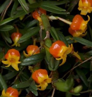 Mediocalcar decoratum Mediocalcar decoratum