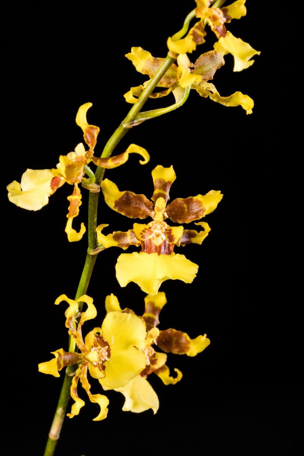 Oncidium Rherm blue baby