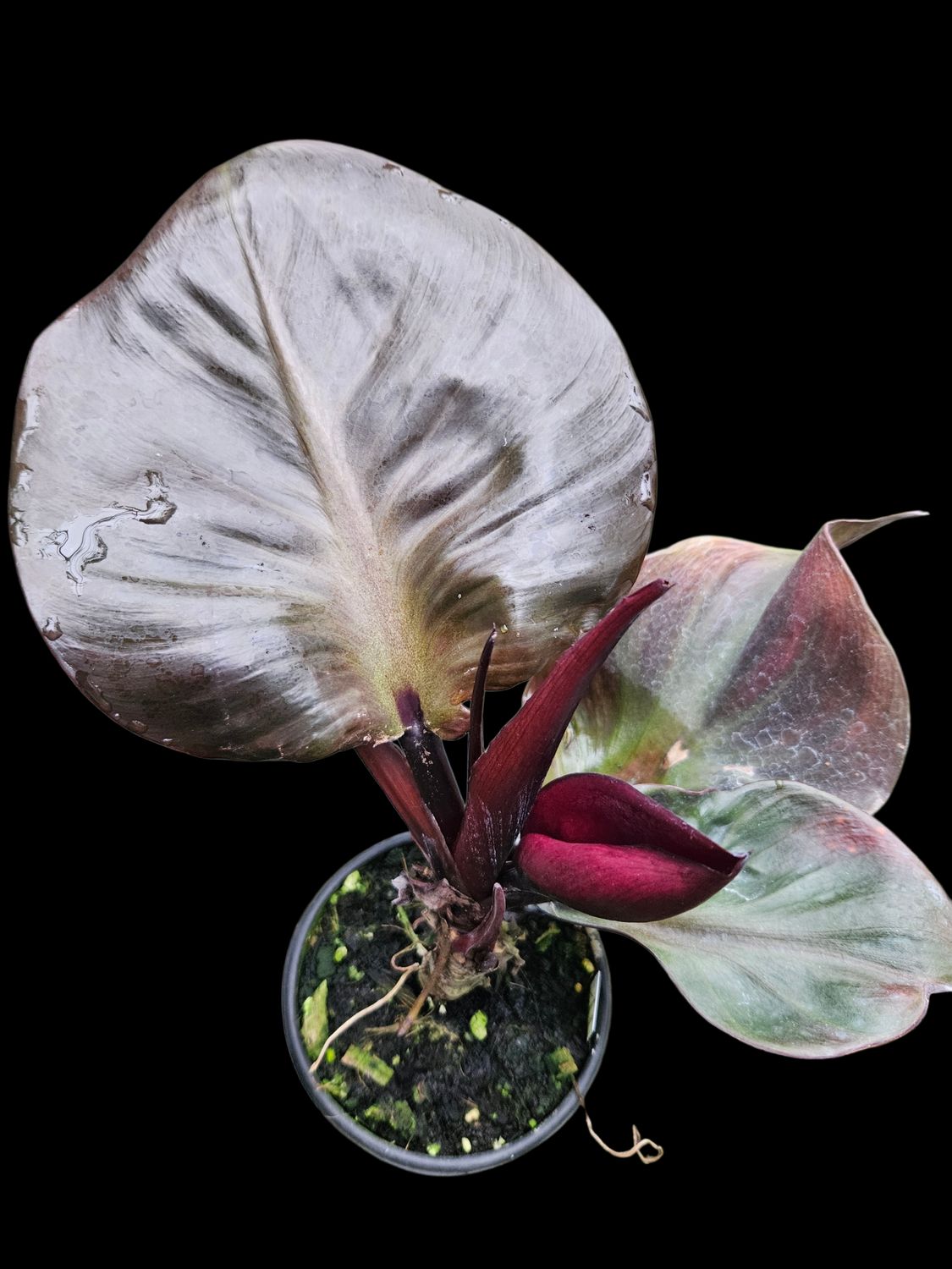 Philodendron Red Heart