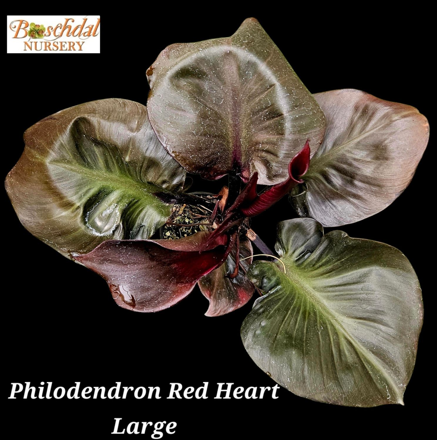 Philodendron Red Heart Philodendron Red Heart