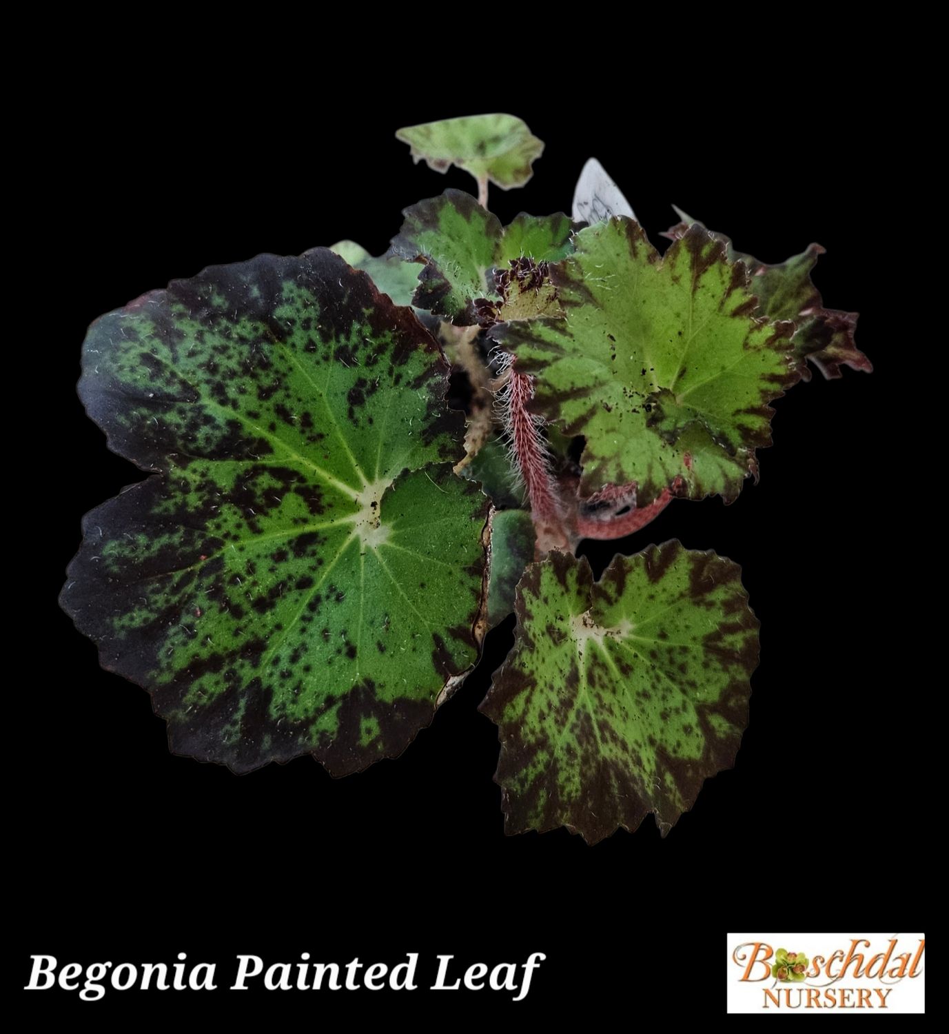 Begonia Painted leaf Begonia Painted leaf
