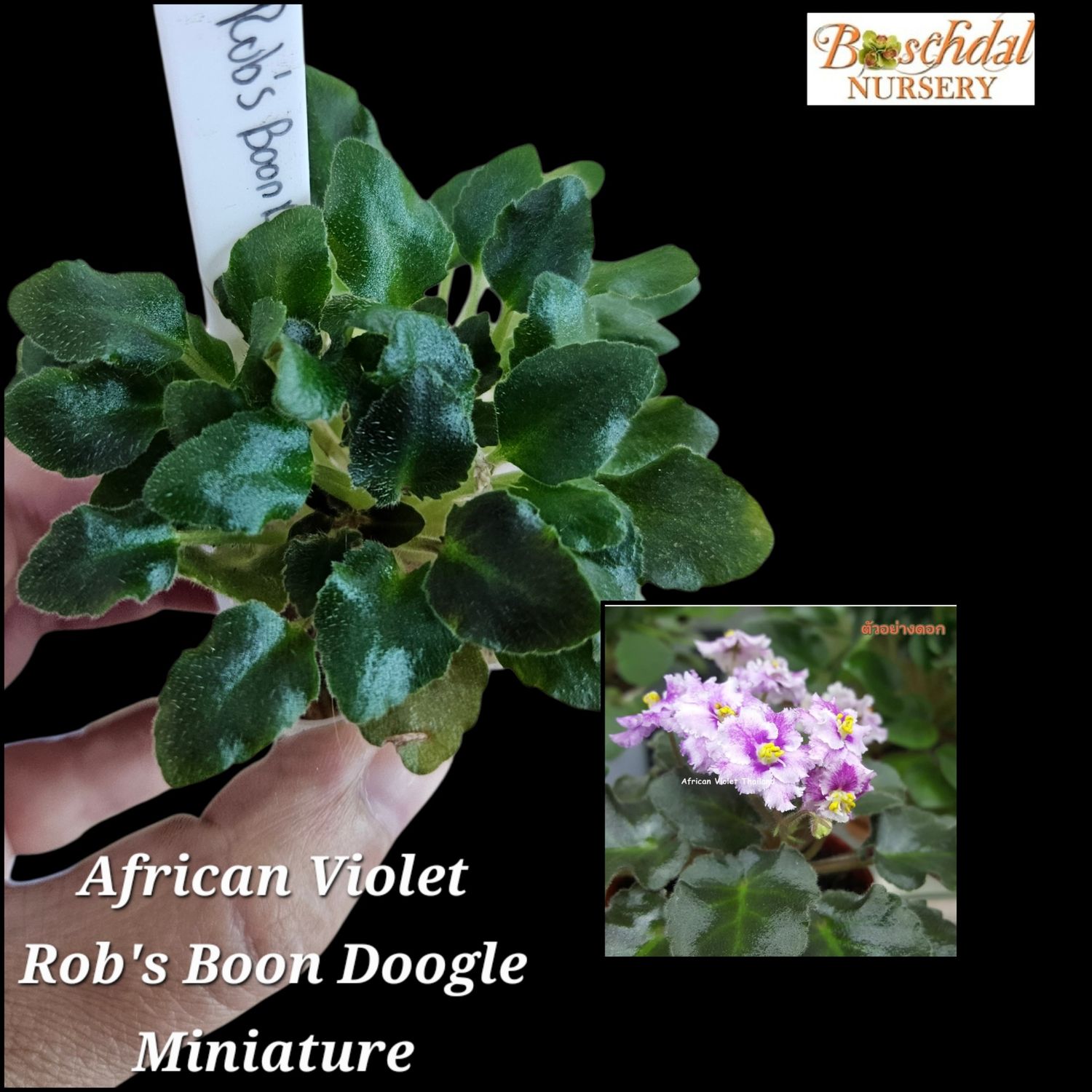 African Violet Rob's Boon Doogle Miniature