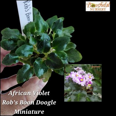 African Violet Rob's Boon Doogle Miniature African Violet Rob's Boon Doogle Miniature