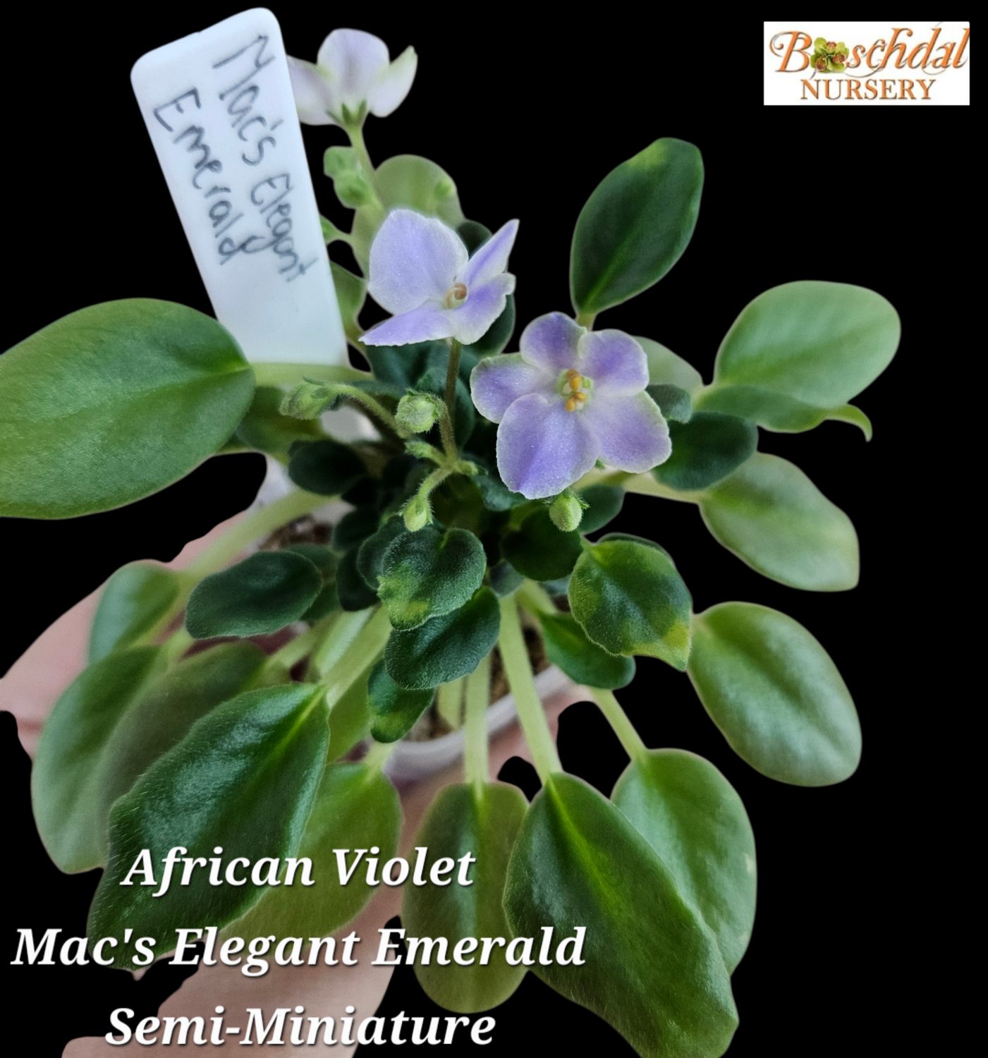 African Violet Mac's Elegant Emerald Miniature African Violet Mac's Elegant Emerald Miniature