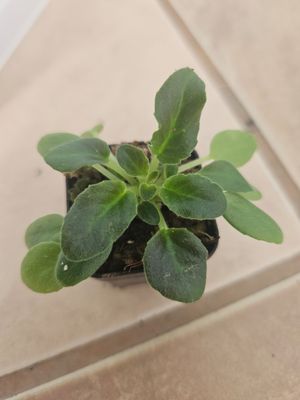 African Violet Mac's Elegant Emerald Miniature