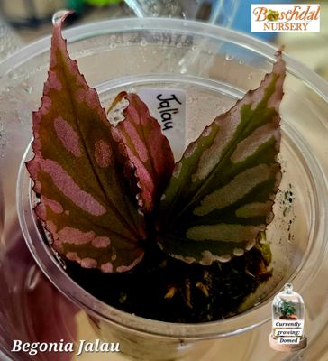 Begonia Jalau (Spagnum Moss, Domed)