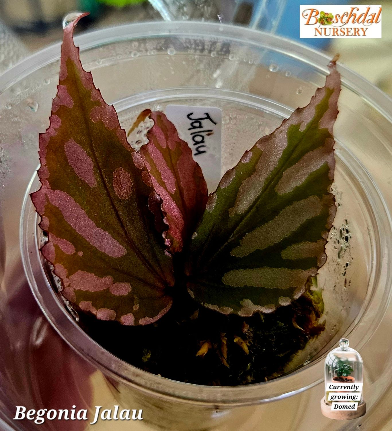 Begonia Jalau (Spagnum Moss, Domed)