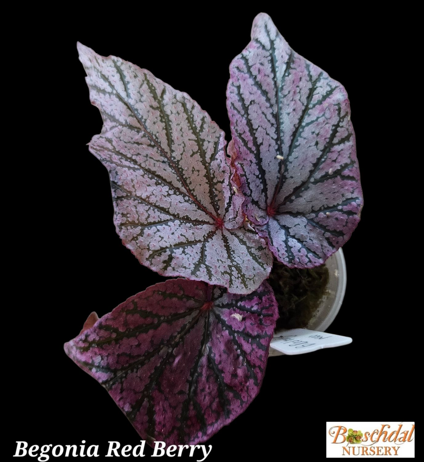 Begonia Red Berry