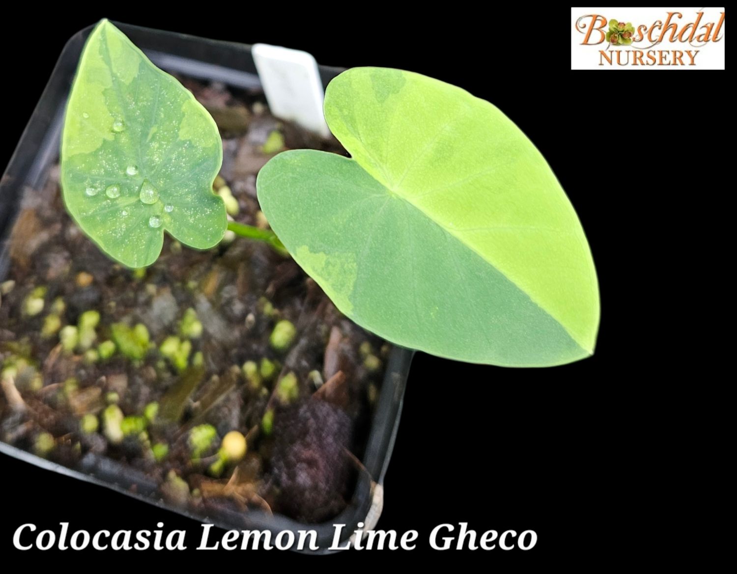 Colocasia Lemon Lime Gheco Colocasia Lemon Lime Gheco