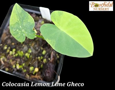 Colocasia Lemon Lime Gheco